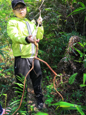 兰根怎么养好_兰花根种植_百兰根的种植技术