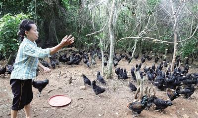 养殖绿壳蛋鸡前景如何_养殖绿壳蛋鸡致富经_致富经养殖绿壳蛋鸡