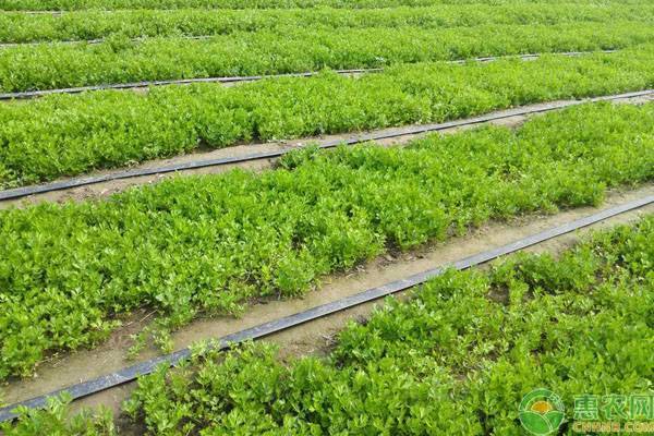 西芹丰产栽培管理技术要点-图片版权归惠农网所有