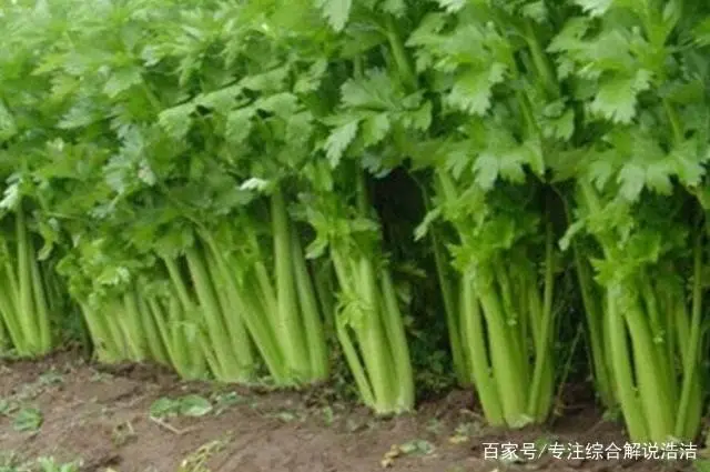 芹菜大棚种植大全技术视频_芹菜大棚种植大全技术与管理_种植大棚芹菜技术大全