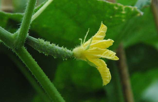 大棚黄瓜种植技术