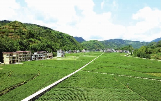 致富好项目种植_特色种植致富图片_种植致富经