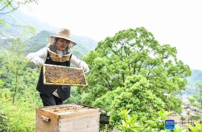 贵州大山深处的90后养蜂女孩