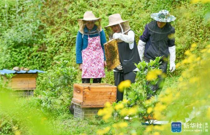 致富经土蜜蜂养殖技术_蜜蜂养殖视频致富经_蜜蜂养殖实用技术