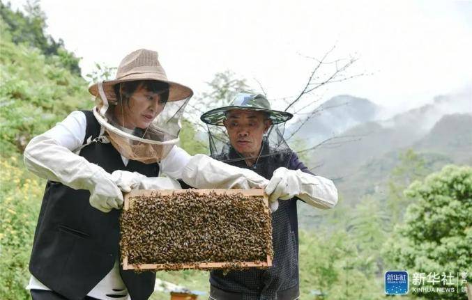 蜜蜂养殖实用技术_致富经土蜜蜂养殖技术_蜜蜂养殖视频致富经