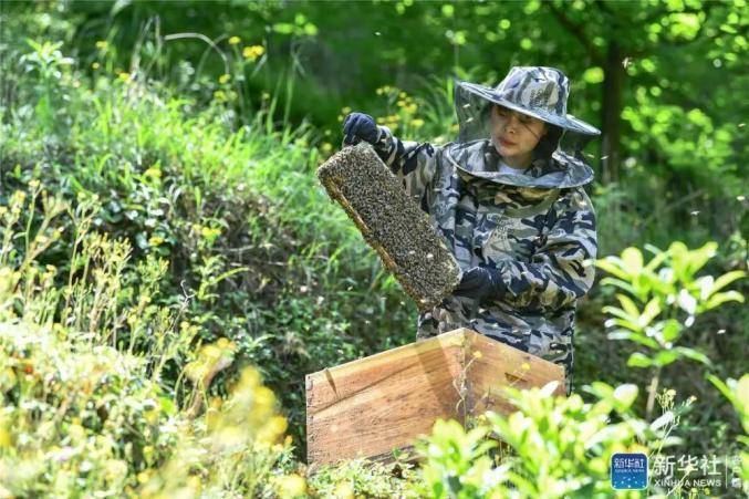 致富经土蜜蜂养殖技术_蜜蜂养殖实用技术_蜜蜂养殖视频致富经