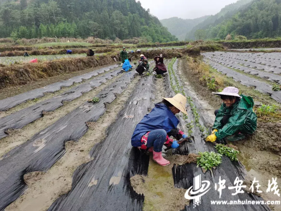 致富经东星斑_圆斑星鲽_星斑篮子鱼价格