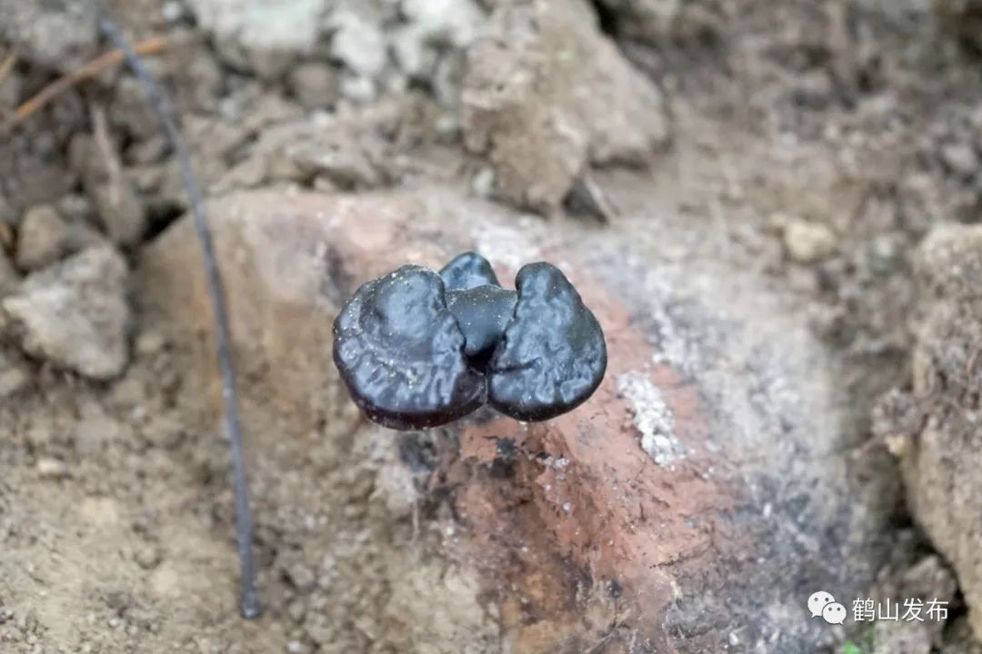 致富经灵芝种植_灵芝种植致富案例_灵芝种植投资