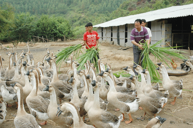 有什么养殖致富_养殖致富之路_养殖致富门路