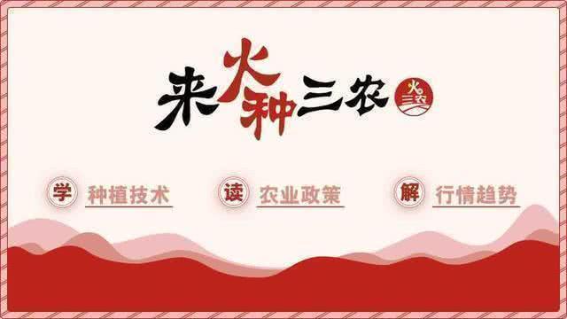 “致富经”变成了“致穷经”，其中责任，谁来承担？