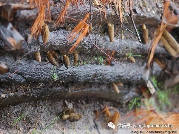 野生羊肚菌怎么种_野生羊肚菌种子哪里来的_野生羊肚菌种植技术