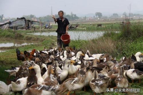 养鸭的人笑，养鹅的人却有苦说不出，明年的家禽行情已初现端倪？