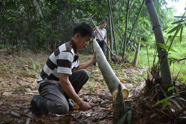 雷笋种苗_雷笋种植技术_雷笋种植技术视频