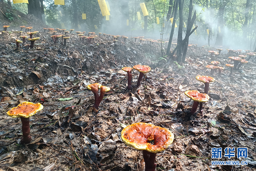 中药种植致富蓝图_致富中药蓝图种植视频_致富经种植中药材视频