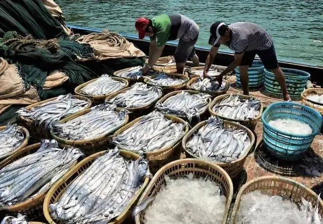 养殖人工蚂蚱技术要求_人工养殖蚂蚱技术_养殖人工蚂蚱技术视频