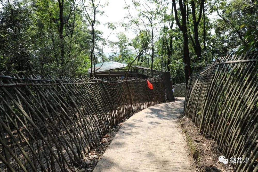 养1000乌鸡养殖利润_辽宁乌鸡养殖基地_致富经养乌鸡辽宁