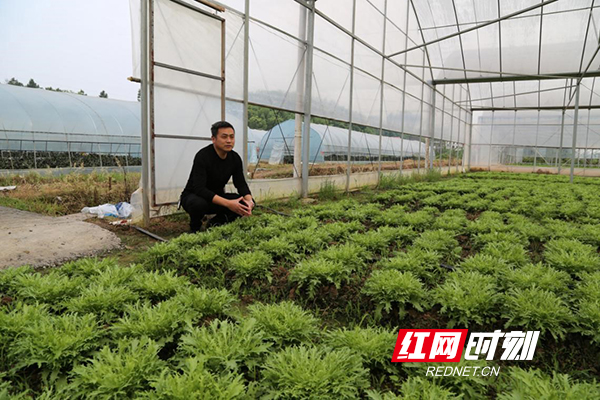 蒸湘：特色蔬菜种植铺就致富路