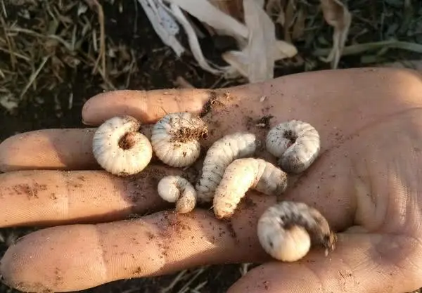 养殖人工蚂蚱技术要求_养殖人工蚂蚱技术规范_人工养殖蚂蚱技术