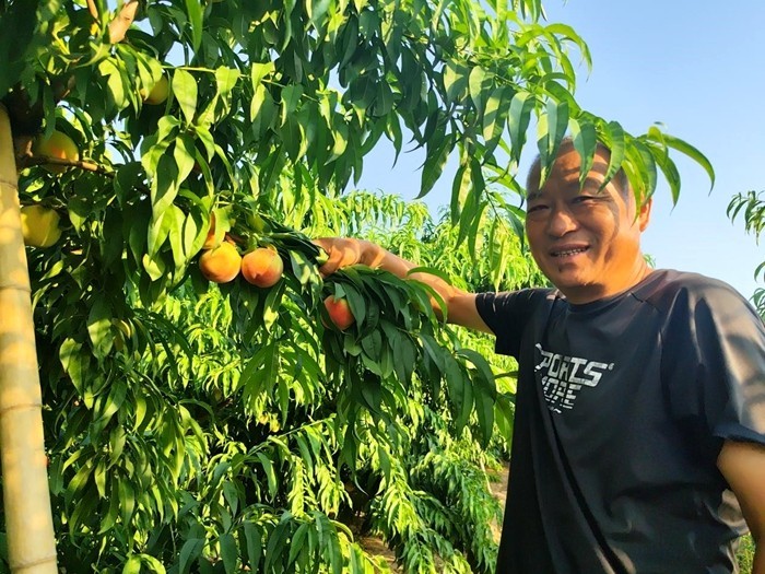 致富经桃树视频_桃树视频素材_致富经桃树种植视频