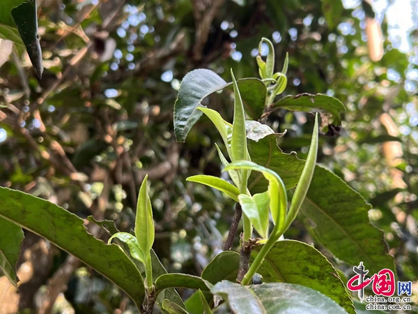 致富经盆景花卉_风景树种植致富经_风景树致富经