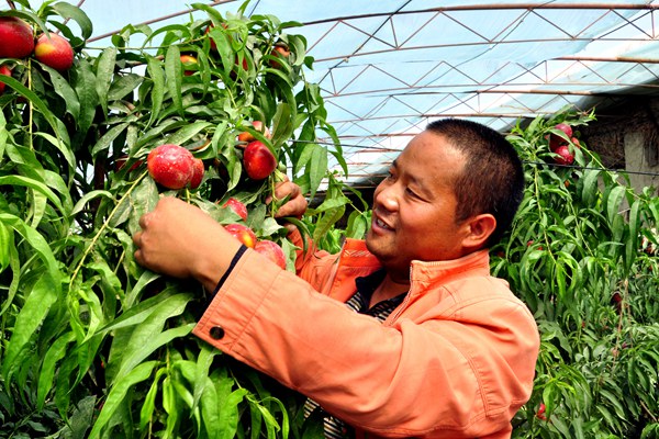 致富经桃树视频_致富经桃树种植视频_桃树视频素材