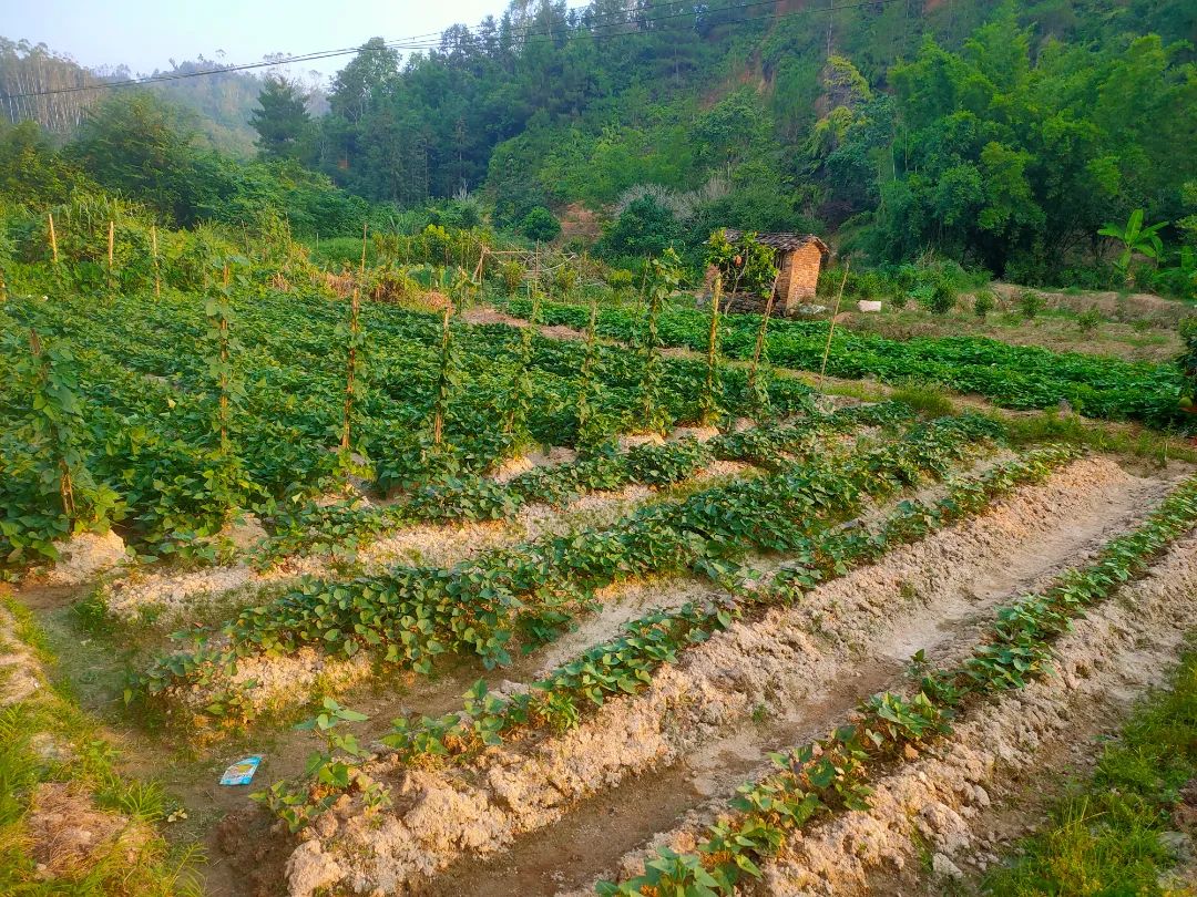 致富种植地瓜怎么样_地瓜种植致富_致富种植地瓜视频