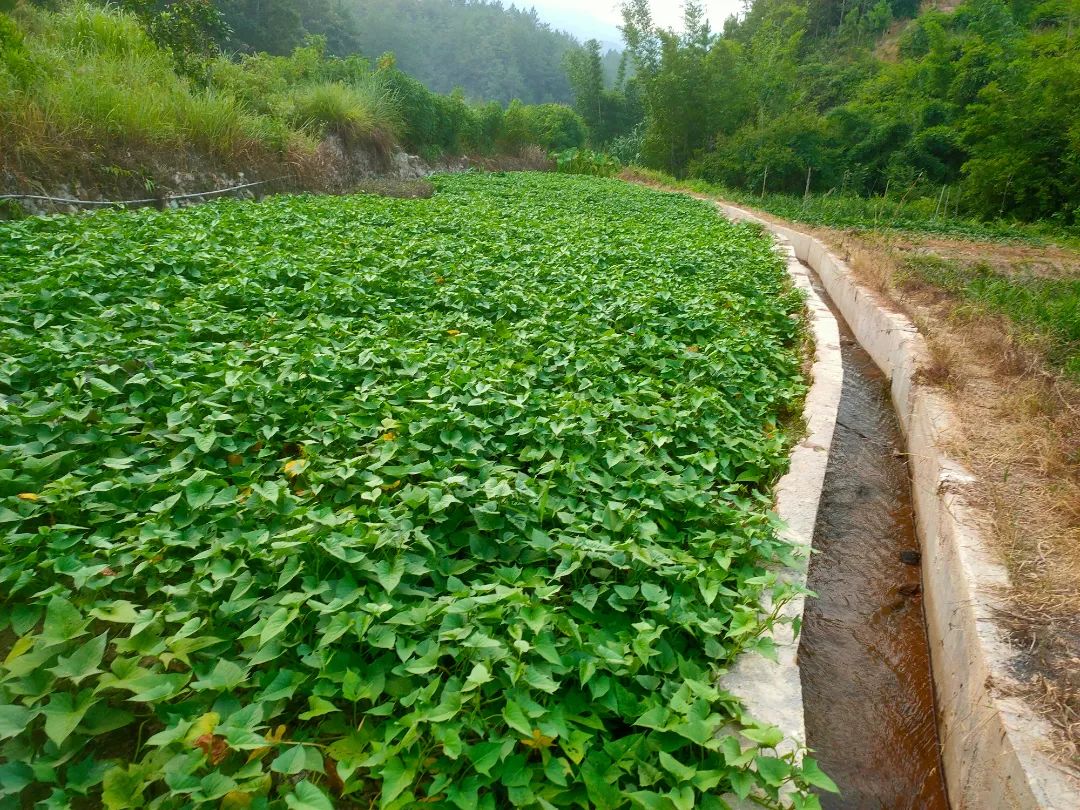 地瓜种植致富_致富种植地瓜视频_致富种植地瓜怎么样