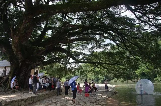 种植竹叶榕致富_竹叶榕根_致富榕种植竹叶好吗