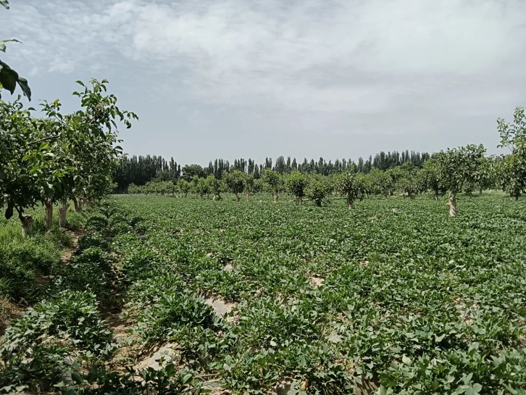 种植地瓜赚钱吗_地瓜种植致富_地瓜种植效益