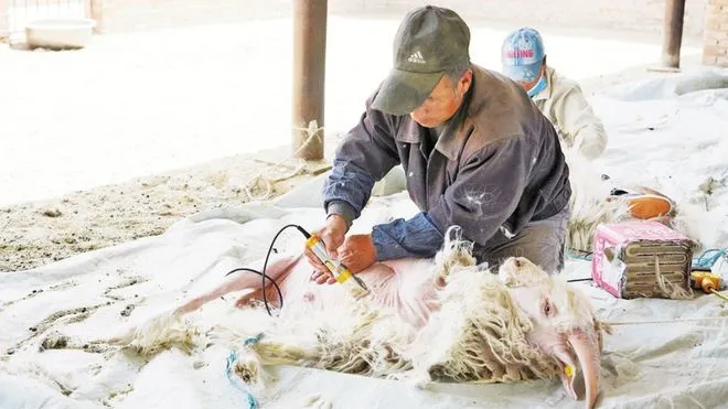 “子洲模式”探索新路径：生态、产业并重 带动乡村振兴