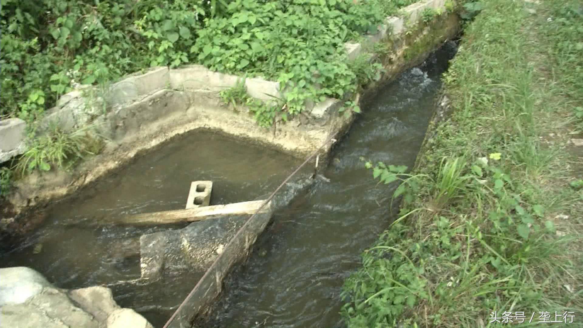 致富经特种养殖_特种养殖快速致富门路_几个能致富的特种养殖项目