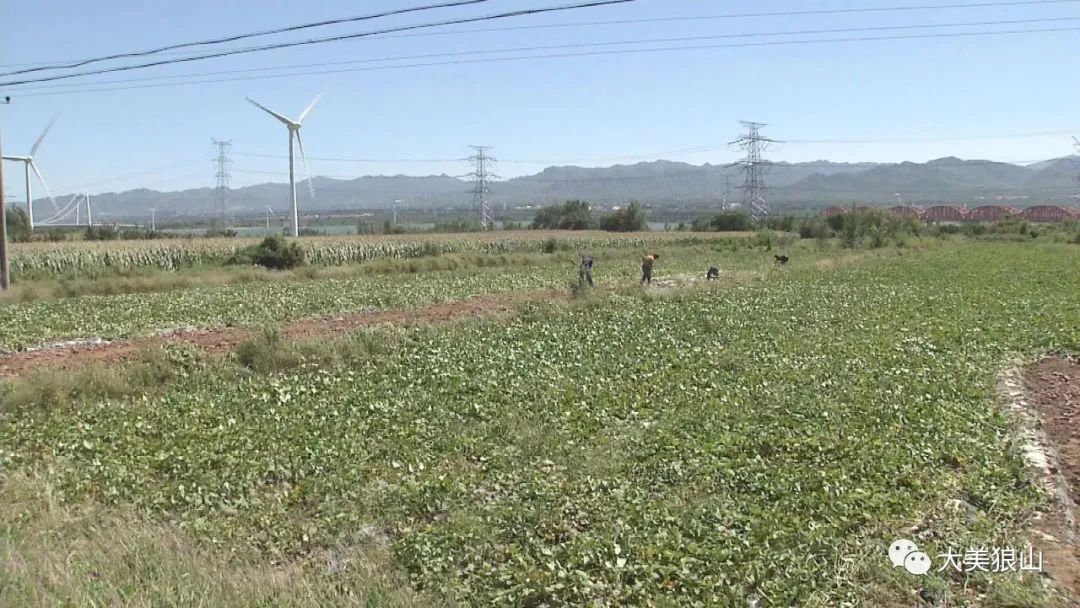 红薯种植致富路 乡村振兴上高速