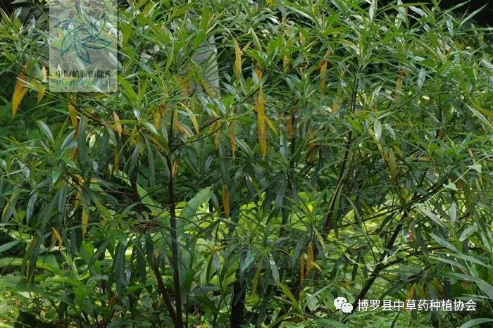 致富榕种植竹叶好吗_致富榕种植竹叶怎么样_种植竹叶榕致富