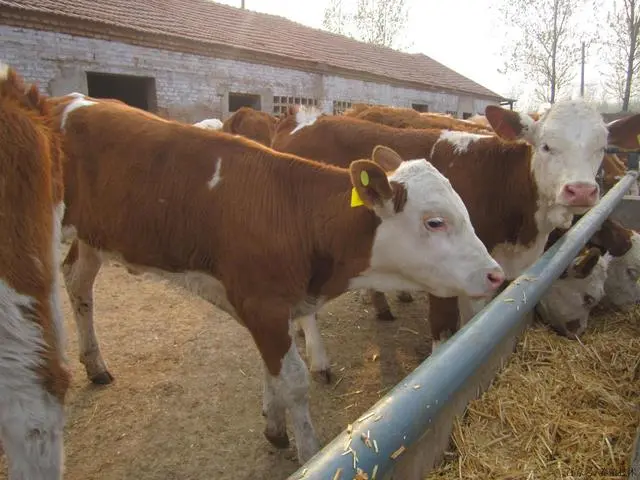 肉牛养殖的关键技术_肉牛养殖主推技术_养殖肉牛关键技术是什么