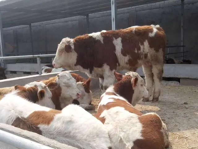 肉牛养殖主推技术_肉牛养殖的关键技术_养殖肉牛关键技术是什么