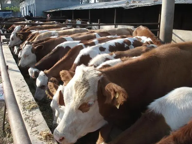 肉牛养殖主推技术_肉牛养殖的关键技术_养殖肉牛关键技术是什么