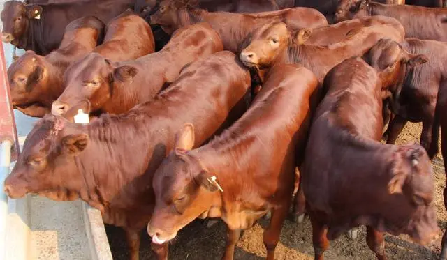 肉牛养殖主推技术_养殖肉牛关键技术是什么_肉牛养殖的关键技术