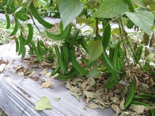 飞碟瓜种植技术_飞碟瓜的功效与作用_飞碟瓜原型