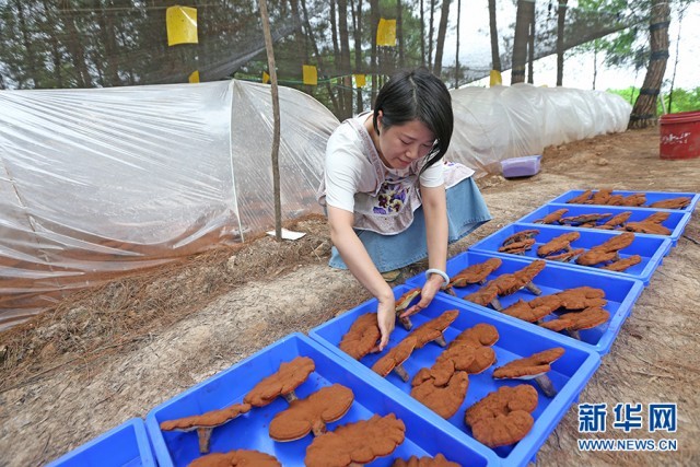 中药种植致富蓝图_致富药材种植_中药材致富