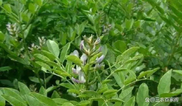 甘草种植视频_致富经舒芳种植甘草_甘草种植技术与效益