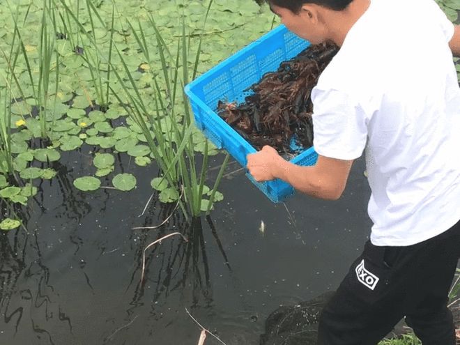 科技苑河蟹的养殖技术视频_北方养殖河蟹技术视频_每日农经河蟹养殖技术视频