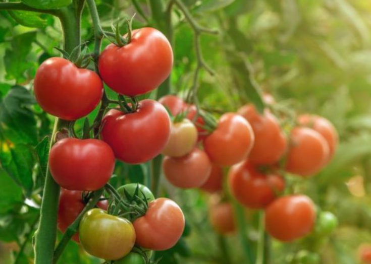 tomato是什么意思(它是中国人的国民家常菜，被认为是有毒的，却能走上餐桌) 生活 第3张