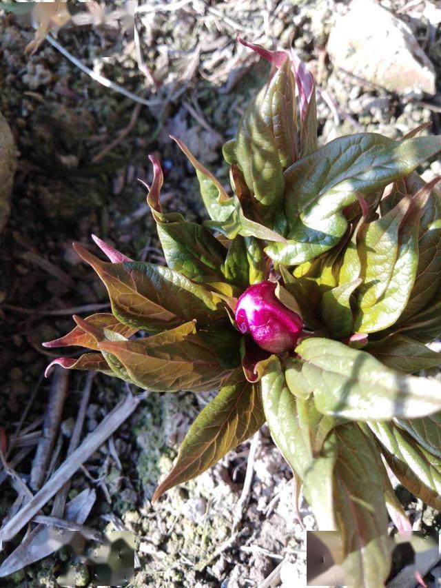 致富种植芍药图片_种芍药赚钱吗_种植芍药致富