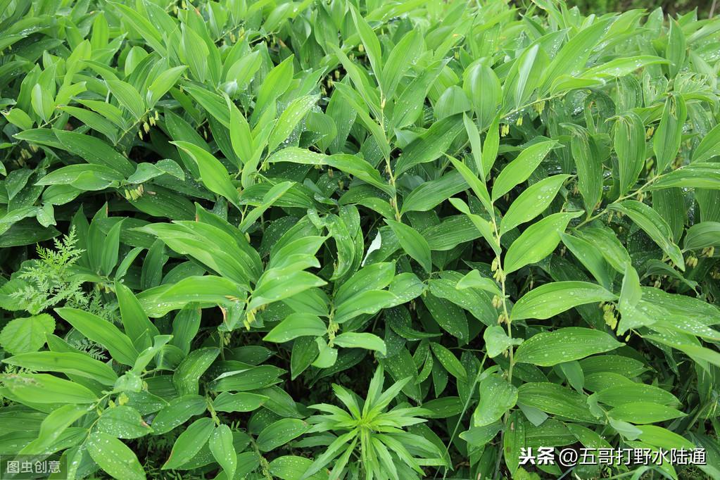 黄精东北种植技术_黄精东北种植技术_黄精东北种植技术