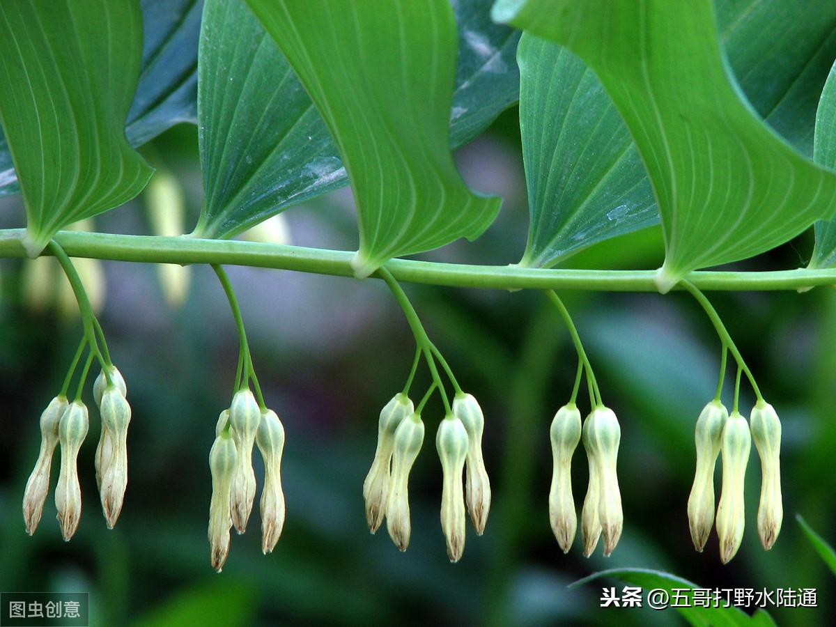 黄精东北种植技术_黄精东北种植技术_黄精东北种植技术