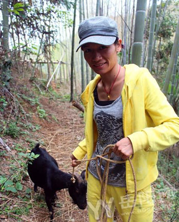 美女养殖野山羊 打败野猪费思量