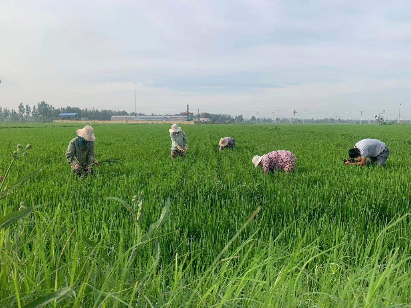 第四个中国农民丰收节：浓墨重彩绘就美景 秋收唱响大地赞歌