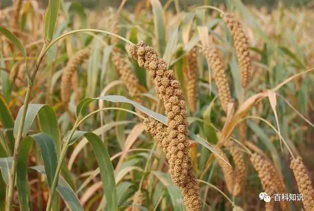 最先进大葱种植技术_先进的大葱种植_先进大葱种植技术视频