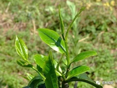 先进的大葱种植_先进大葱种植技术视频_最先进大葱种植技术