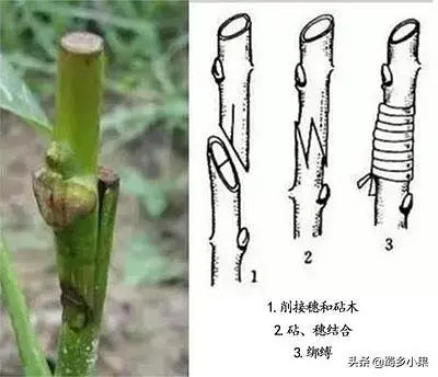 四季桂桂花养殖技术_四季桂花怎样养才枝繁叶茂_四季桂花的养植